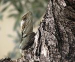 Lizard On Olive Tree